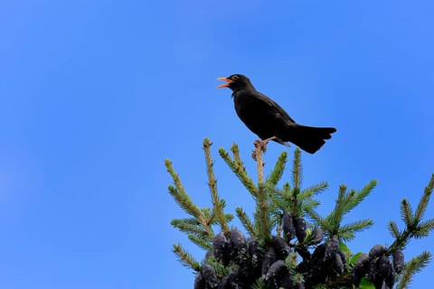 Blackbird (Turdus merula), black thrush, adult, male, on tree, singing, fir tree, Rhineland