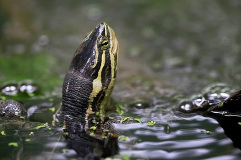 Annam stream turtle (Mauremys annamensis), adult, in water, portrait, Vietnam