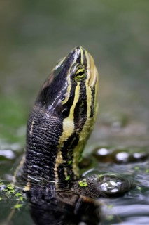 Annam stream turtle (Mauremys annamensis), adult, in water, portrait, Vietnam