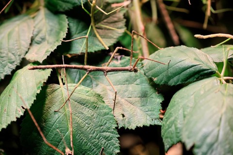 Annam stick insect (Medauroidea extradentata), Vietnamese stick insect, ghost insect, adult,