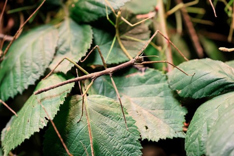 Annam stick insect (Medauroidea extradentata), Vietnamese stick insect, ghost insect, adult,