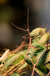 Annam stick insect (Medauroidea extradentata), Vietnamese stick insect, ghost insect, adult,