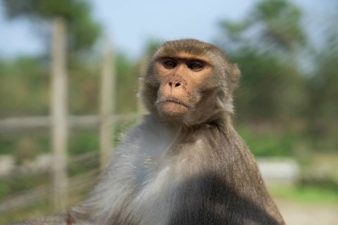 A close-up of a monkey with brown fur in a serene outdoor setting with fencing in view, Gazipur,