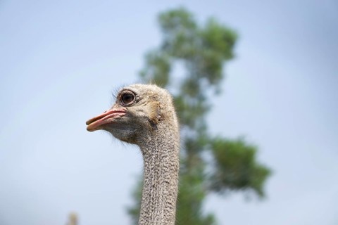 Close-up of an ostrich with a blurred tree and blue sky in the background, Gazipur, bangladesh