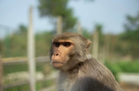 A monkey with brown fur sitting calmly outdoors in a fenced area on a sunny day, Gazipur,
