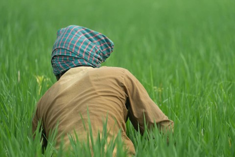 A farmer is clearing weeds from a paddy field, Gazipur, bangladesh