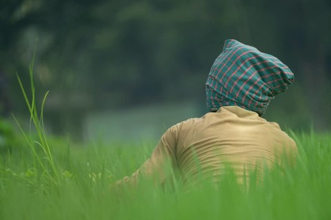 A farmer is clearing weeds from a paddy field, Gazipur, Bangladesh