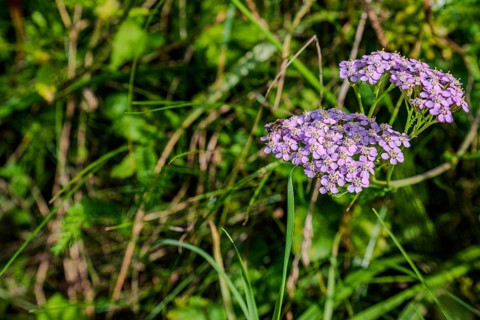 A group of purple flowering plants (common yarrow, Achillea millefolium) unfold their colours in