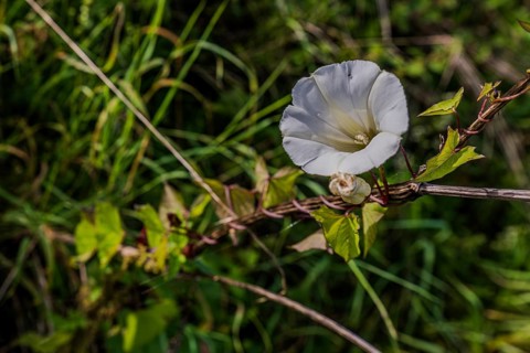 A larger bindweed (Calystegia sepium) displays a striking white flower, embedded in lush greenery.