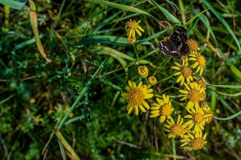A butterfly (Araschnia levana) explores yellow flowers among lush greenery on a clear, sunny day