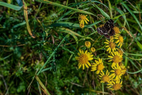 A butterfly (Araschnia levana) rests on the yellow flowers of a meadow. The plants are blooming