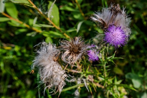 Purple milk thistles (Silybum marianum) bloom in a sunny natural area, surrounded by numerous green