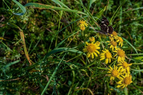 A colourful butterfly (Map Butterfly, Araschnia levana) sits on bright yellow flowers in a green