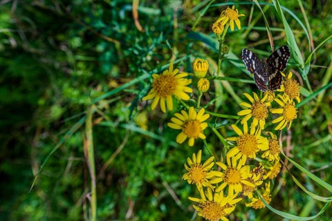 A butterfly (Araschnia levana) sits on a flower, surrounded by a colourful meadow full of yellow