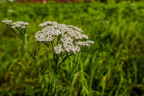 Common yarrow (Achillea millefolium) blooms in a lush, tall grassland on a sunny afternoon. The