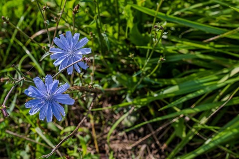 Two flowering chicory (Cichorium intybus) stand in a meadow. The intense blue flowers stand out