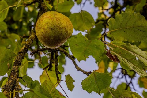 Ripe apples (Malus domestica) hang from a tree branch, while the green leaves blow gently in the