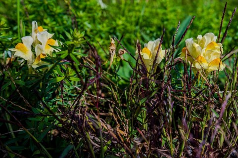 Common toadflax (Linaria vulgaris) blooms in various shades of yellow in a sunny meadow. The plants
