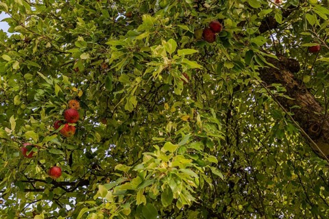 Juicy, red apples (Malus domestica) hang from a lush apple tree. The foliage surrounds the fruit