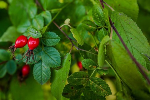 The bright red rose hips (dog rose, Rosa canina) ripen on a shrub surrounded by lush green leaves.