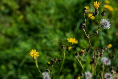 In early autumn, various flowers unfurl in a green meadow. Yellow and white blossoms are in full