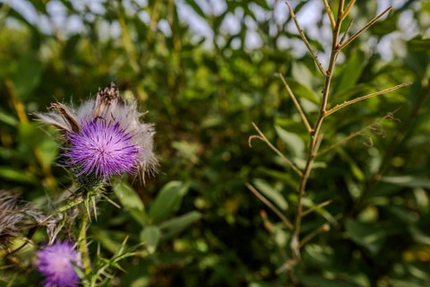 In the afternoon sun, purple wildflowers (milk thistle, Silybum marianum) bloom among green plants