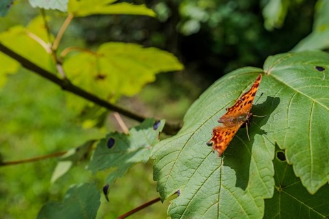 A colourful butterfly (C butterfly, Polygonia c-album) with orange and black patterns rests on a