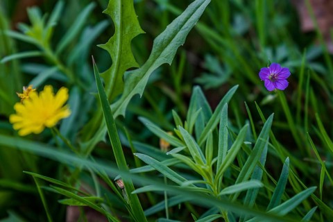 In early autumn, various wildflowers still bloom in a garden. Yellow and purple flowers (meadow