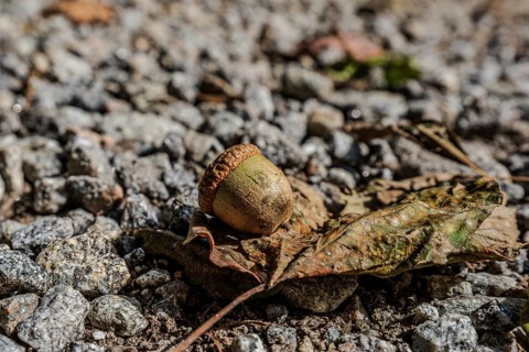 An acorn sits on a withered leaf, surrounded by gravel. The natural surroundings show the