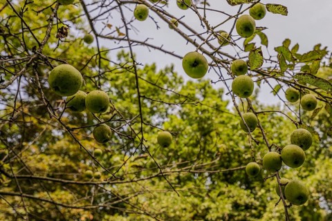 Numerous green apples (Malus domestica) grow on the branches of an apple tree in the garden. The