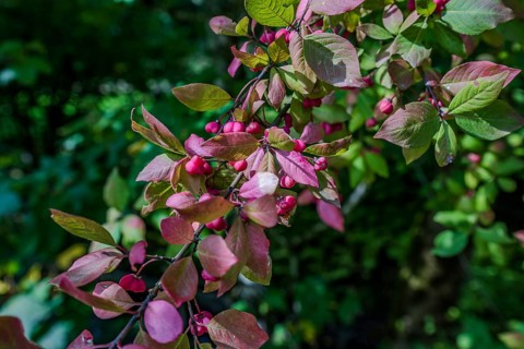 Colourful leaves can be seen in the autumnal forest, glowing in various shades of red and green.