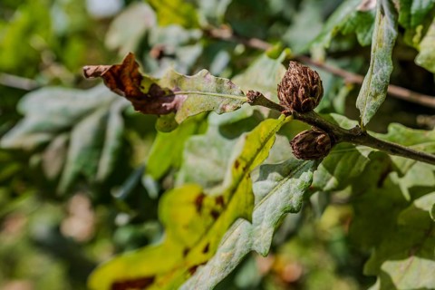 The photo shows oak leaves (Quercus robur) and closed buds on a sunny day in early autumn. The