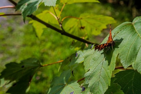 A butterfly (C butterfly, Polygonia c-album) sits on a leaf while the sun shines through the green