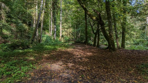 A narrow path winds its way through a dense forest lined with green trees and colourful foliage.