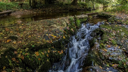 A view of nature shows clear water flowing over moss-covered stones in a stream. Foliage covers the