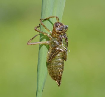 Dragonfly larva skin. Heidenreichstein, Austria