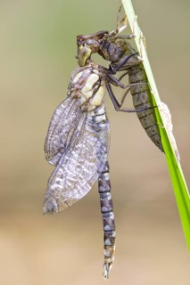 Southern Hawker or Blue Darner (Aeshna cyanea), dragonfly freshly emerging, attached to larva skin.