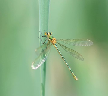 Emerald Damselfly (Lestes spec) . Dudley, England, United Kingdom