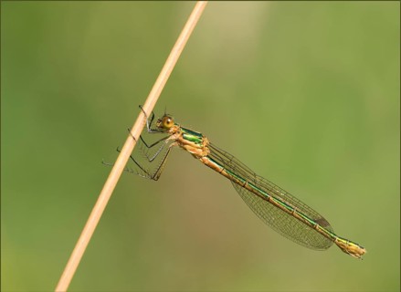Emerald Damselfly (Lestes spec) . Dudley, England, United Kingdom