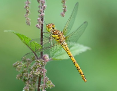 Common Darter (Sympetrum striolatum), female. Dudley, England, United Kingdom