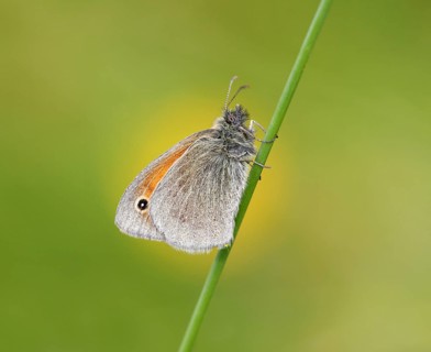 Small Heath butterfly (Coenonympha pamphilus) against buttercup