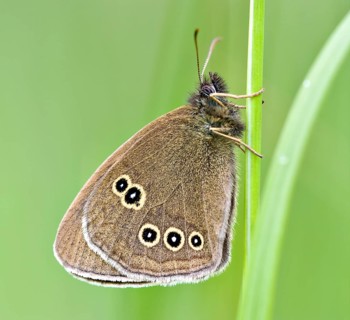 Ringlet (Aphantopus hyperantus) . Dudley, England, United Kingdom