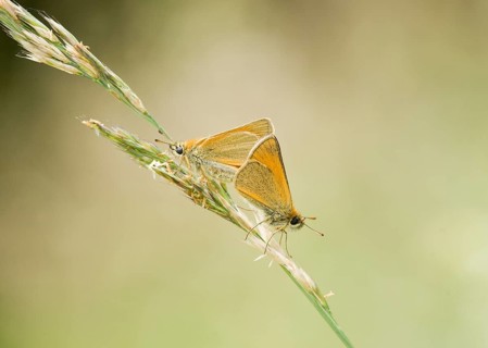 Small Skippers mating (Thymelicus sylvestris) . Heidenreichstein, Austria