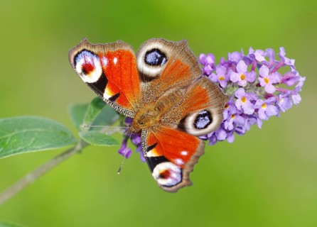 European Peacock (Inachis io, Io nymphalis) Heidenreichstein, Austria