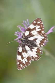 Marbled White (Melanargia galathea) . Langenlois, Austria