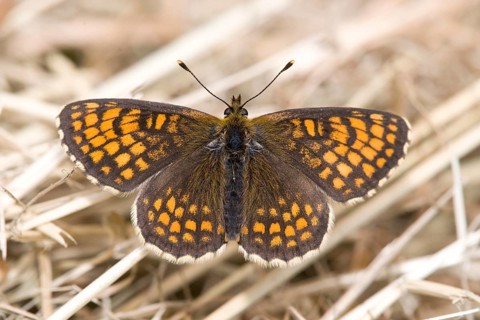 Heath Fritillary (Mellicta athalia), Heidenreichstein, Austira