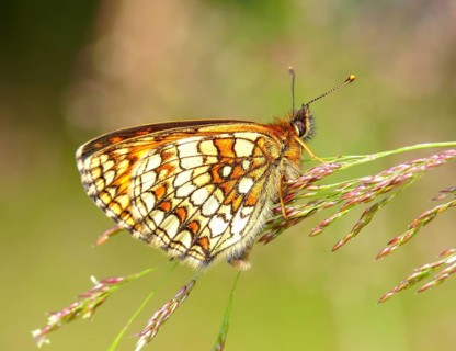 Heath Fritillary (Mellicta athalia) Heidenreichstein, Austria