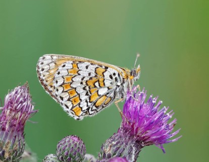 Glanville Fritillary (melitaea cinxia) . Dudley, England, United Kingdom