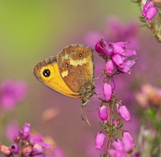 Gatekeeper (Maniola tithonus) . Dydley, England, United Kingdom