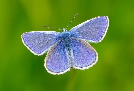 Common Blue Butterfly (Polyommatus Icarus), Male. Dudley, England, United Kingdom